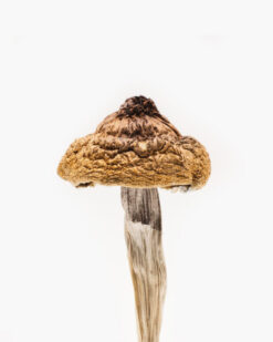 Buy B+ Magic Mushroom