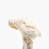 Buy Avery’s Albino mushroom