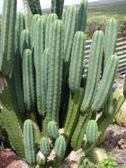 san pedro cactus for sale