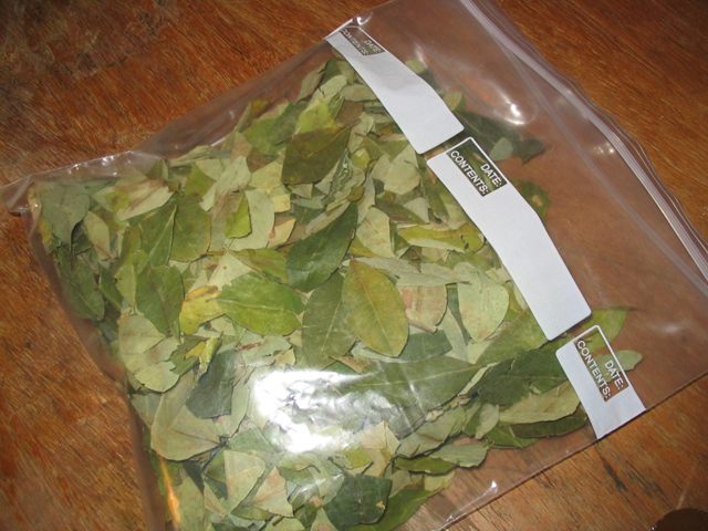 Buy Coca Leaves Online in USA