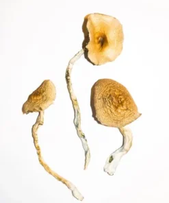 Golden Teacher Magic Mushrooms For Sale