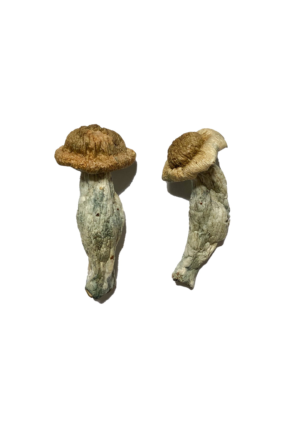 Featured Special ‘Half Oz’ Magic Mushrooms (14 grams) - Image 2