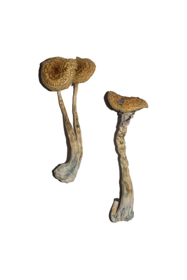 buy Penis Envy 6 Magic Mushrooms